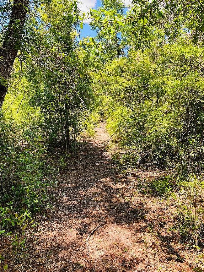 Photo of 234 Sw Salliewood Ct, Fort White, FL