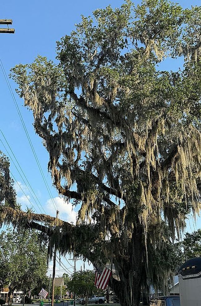 Photo of 679 Michel Rd, Pierre Part, LA