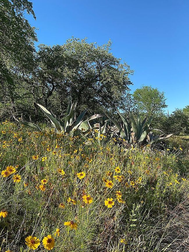 Image of 722 County Road 463