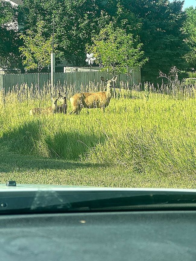 4307 Sweetgrass Dr, Loveland, CO