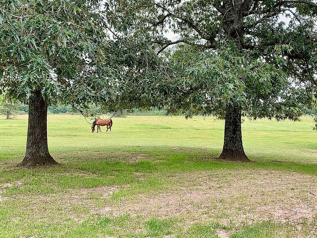 Photo of 2066 Fm 1251, Beckville, TX