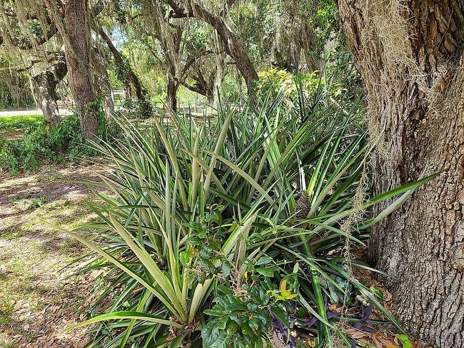 Photo of 110 Burke Dr, Sebring, FL