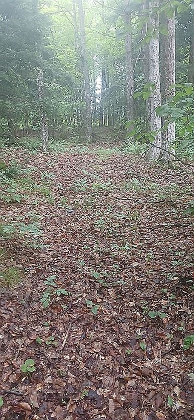 Photo of 3851-215 N Cabot Rd, Cabot, VT