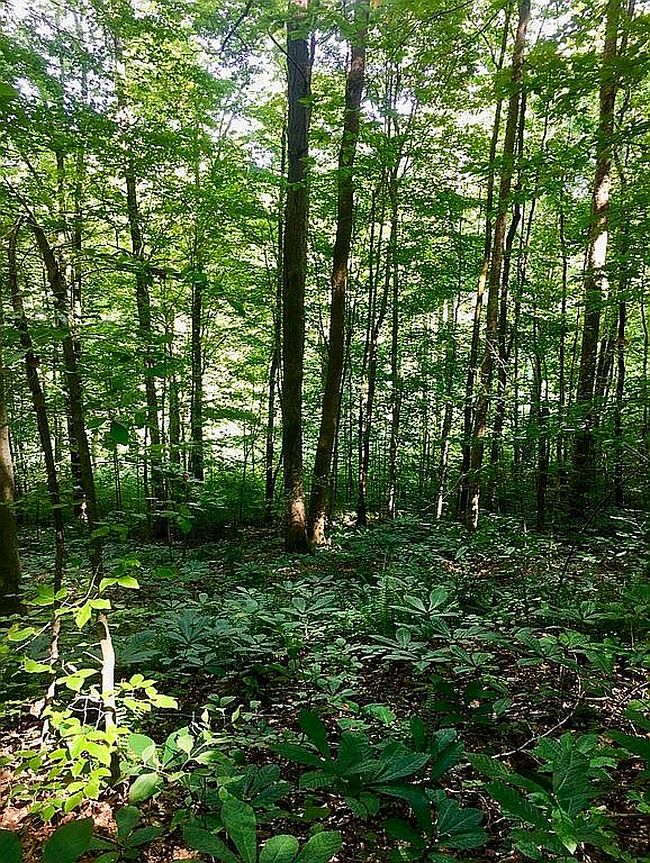 Image of 5435 Rockwell Hollow Rd