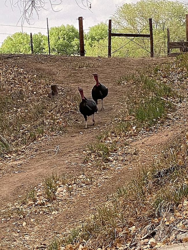 Photo of 84 County Road 544, Espanola, NM