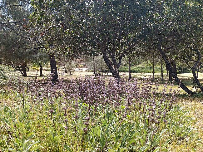 Photo of 10131 El Capitan Way, Kelseyville, CA