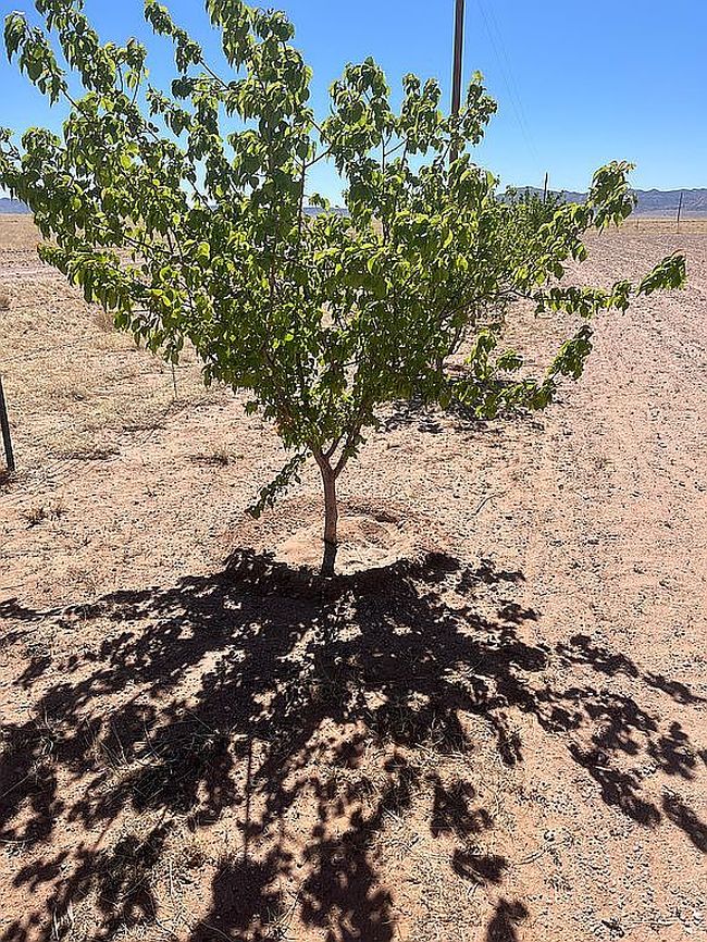 Photo of 3301 Cuchilla Dr, Veguita, NM