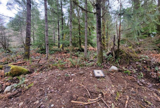 Photo of 123 Red Cedar Lane, Packwood, WA