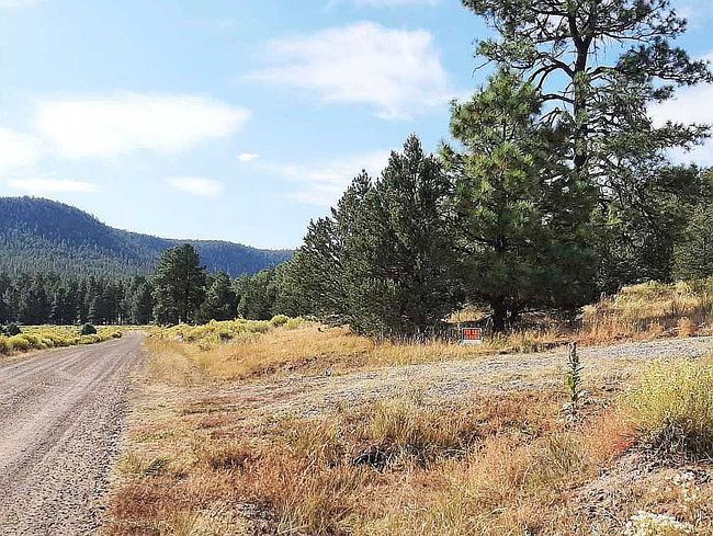 311 Armijo Springs Rd, Quemado, NM