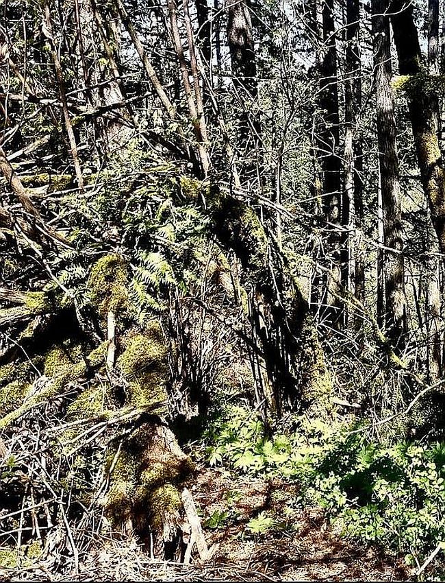 Image of 2678 Drift Creek Rd Ne
