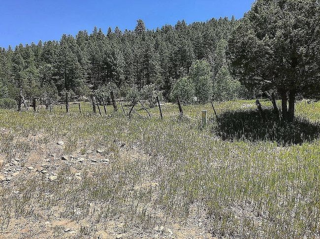 Image of El Macho Pecos Cyn N