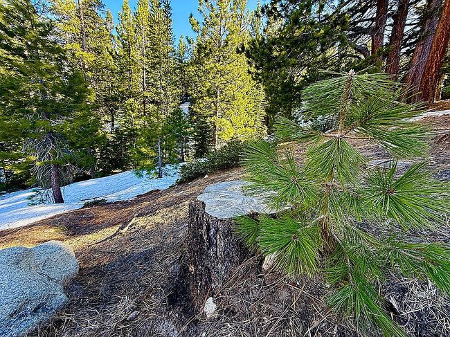 Image of 20600 Old Mount Rose Hwy