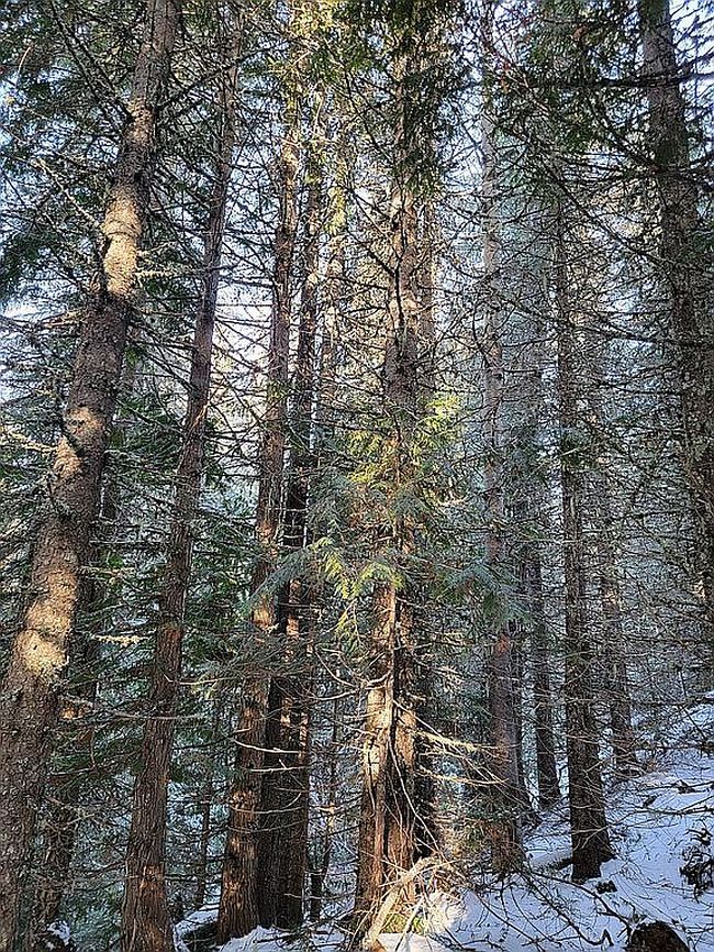 Image of Cedar Creek Rd