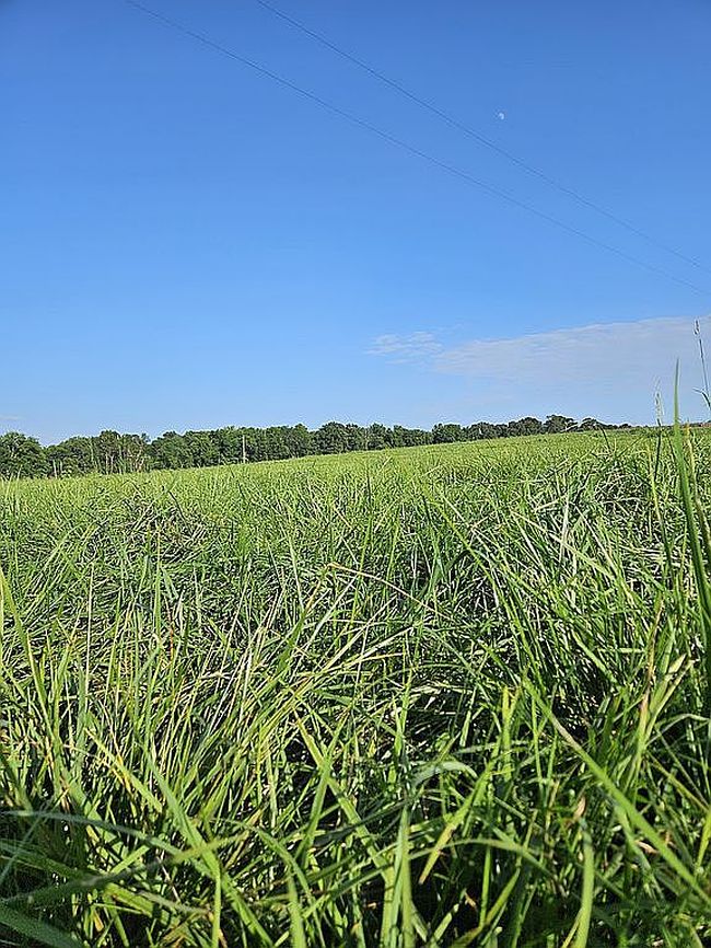 Photo of 0 Quince Rd, Stella, MO