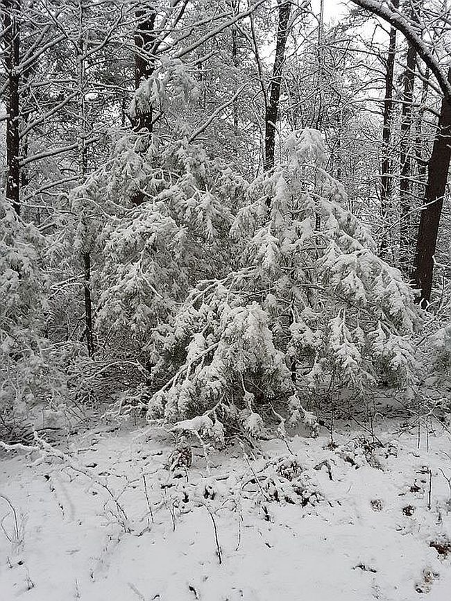 Image of 265 Finger Board Rd