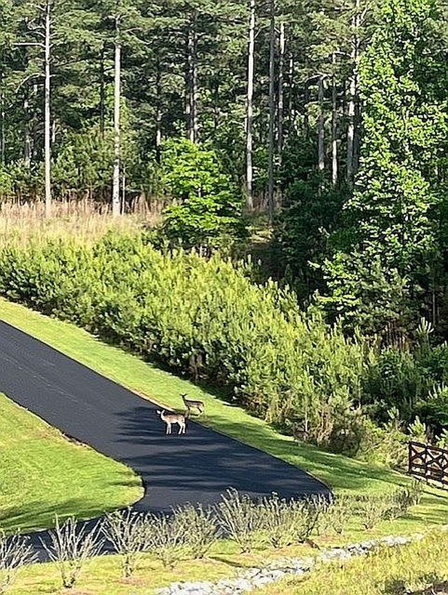 Photo of Loop Ln, Blairsville, GA