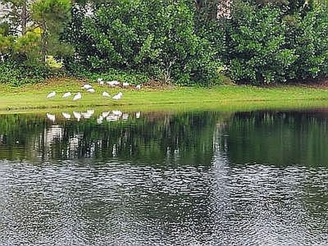 Photo of 6571 Draw Ln #105, Sarasota, FL