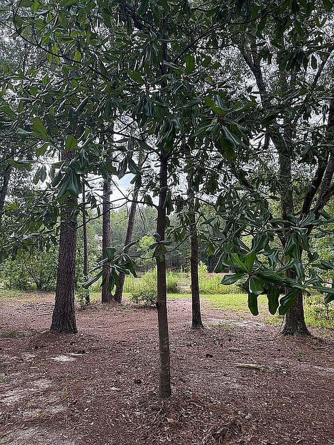 Photo of 158 Union Grove Church Rd, Wrightsville, GA