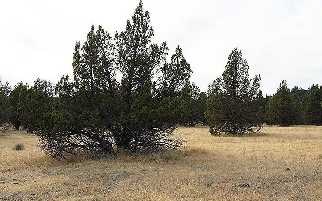 Photo of 0 Grizzley Dr Lot 17, Alturas, CA