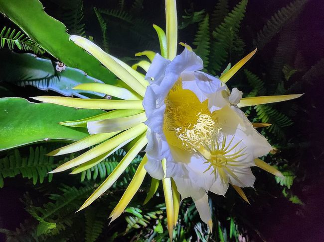 Additional photo 3 of property located at 1226 Macaw Ave