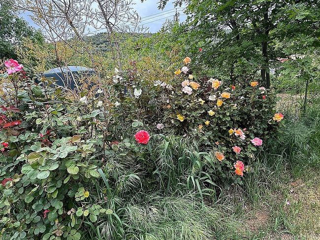 Image of 3738 Pinkston Canyon Rd