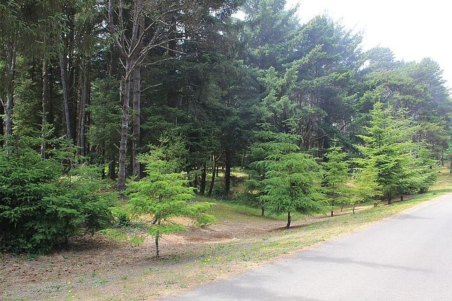 Photo of 875 Sw Edgewater Dr, Waldport, OR