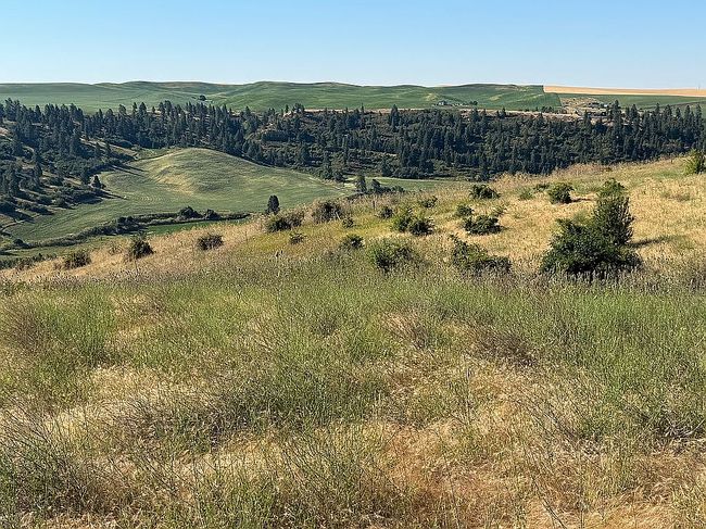 Photo of Lot 4 Red Tail Ridge Rd, Colfax, WA