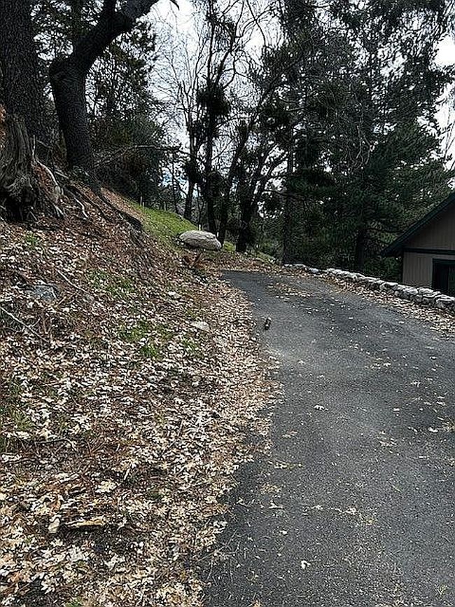 Image of Pine Trail Strawberry Ldg