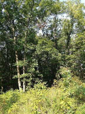 Image of 2946 State Road F Lot 3