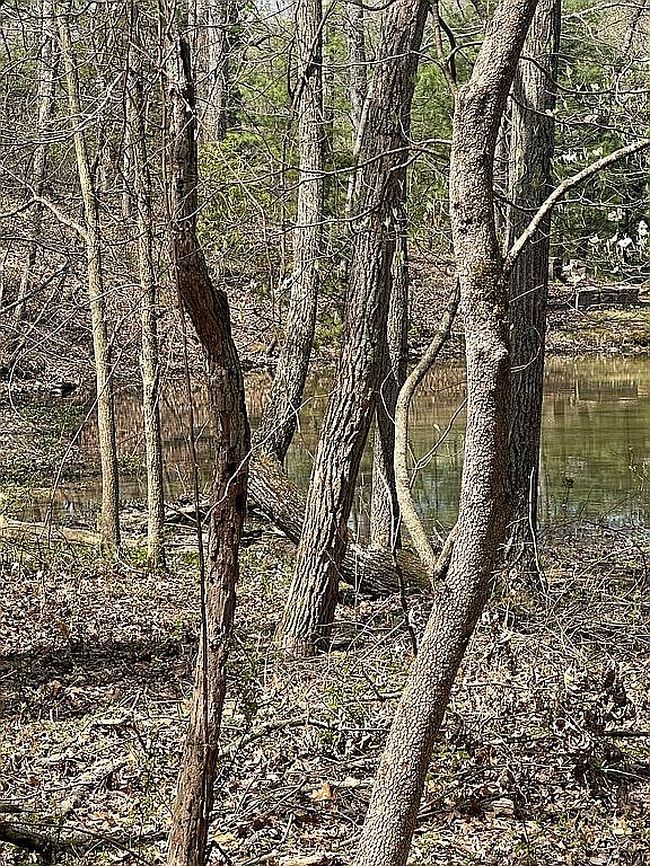 Image of Lot 8 Marks Crossing Ln