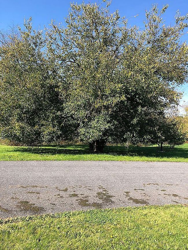 Image of Red Fox Ln #59