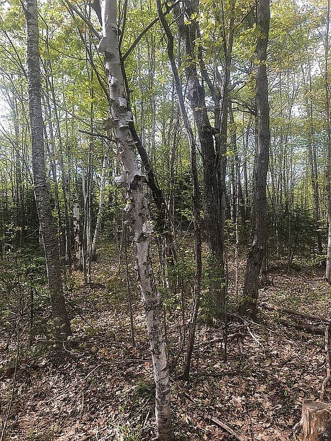 Image of 0 Tecumseh Rd