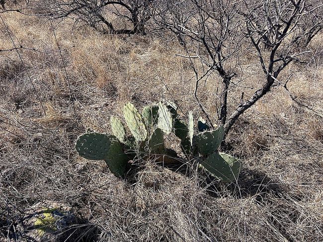 Image of 502 Camino Hombre De Oro