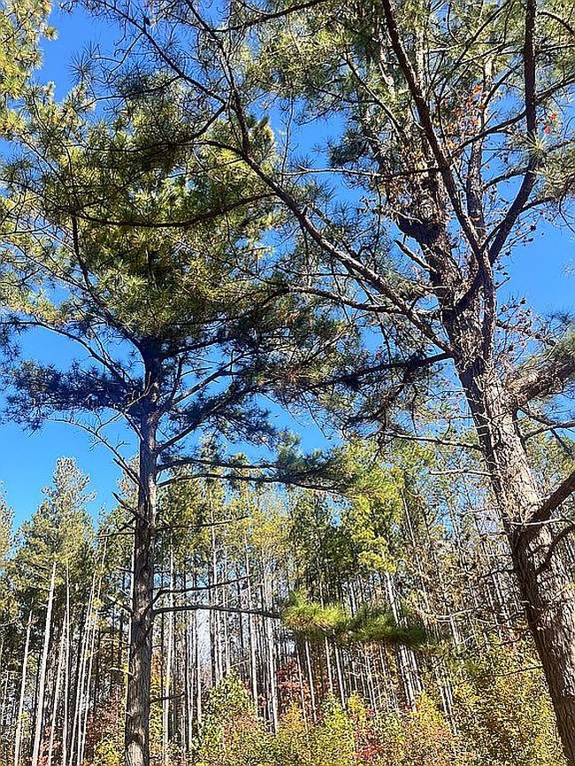 Photo of 51 Deerfield Acres Dr, Burkeville, VA
