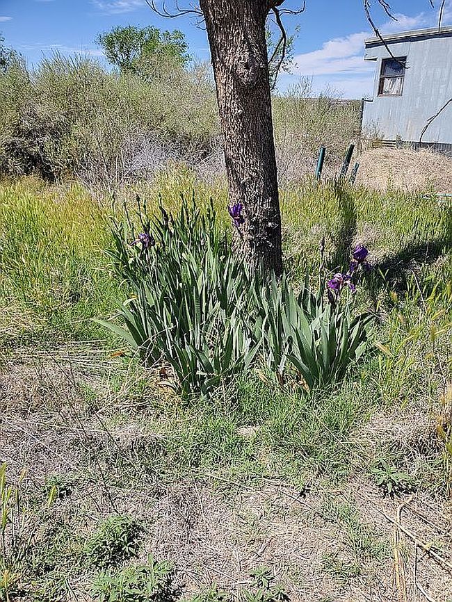 Photo of 435 Apple View Pl, Las Cruces, NM