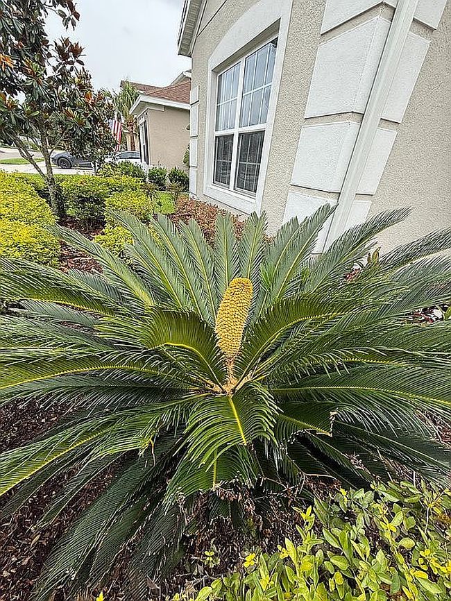 Image of 17668 Bright Wheat Dr