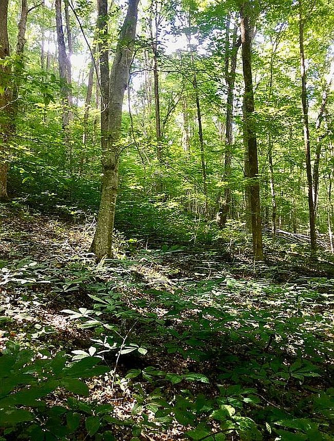Image of 5435 Rockwell Hollow Rd
