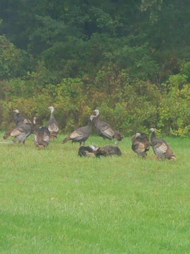 Image of 3050 W Sanilac Rd