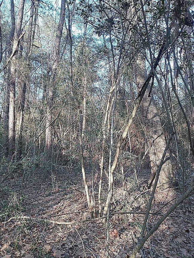Photo of 24282 Marshburn Dr, Hockley, TX