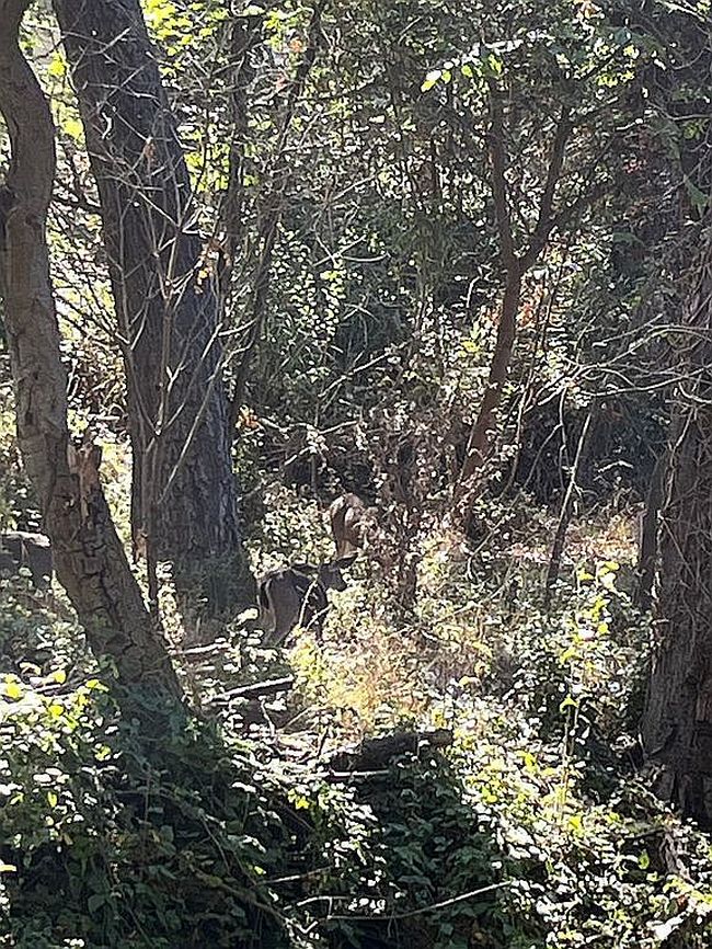 Photo of 0 Park & Cabrillo College, Soquel, CA