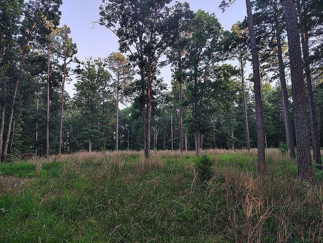 Photo of 7 Peaceful Ln, Yellville, AR
