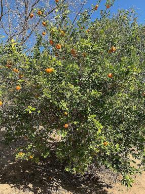 Image of 16329 S Loma Linda Ave