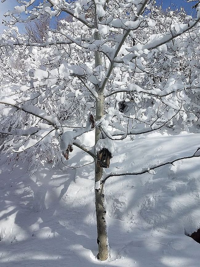 Photo of 7436 N Tall Oaks Dr, Park City, UT