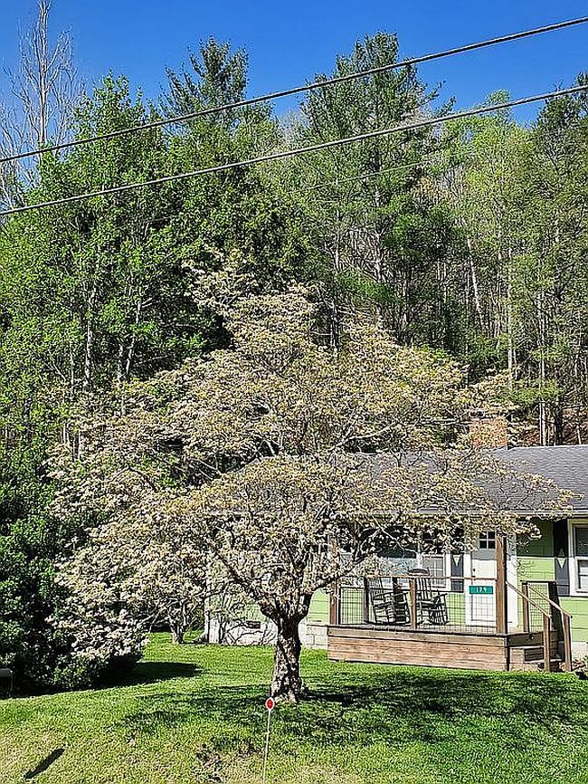 Photo of 179 Hampton Creek Rd, Roan Mountain, TN