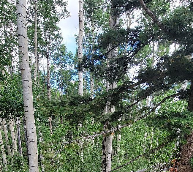 Photo of 5363 Sleger Rd, Fort Garland, CO