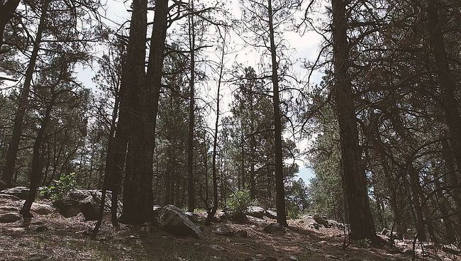 Image of 0 Blue Deer Ranch Rd Lot 14