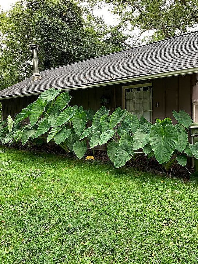 Photo of 313 Chadwick Ave, Hendersonville, NC