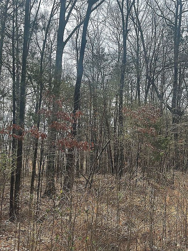 Image of 9024 Pinenoll Ln