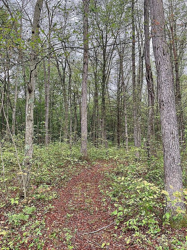 Image of Fire Ln #3