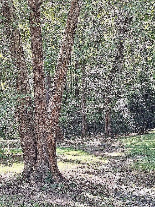 Image of 131 Calvary Rd